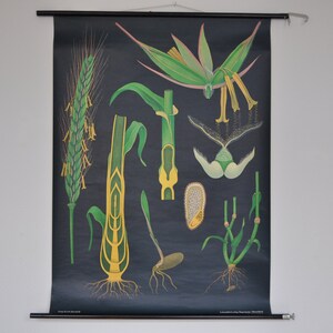 Impresión de centeno, impresión botánica vintage, gráfico de la escuela de tirar hacia abajo, gráfico de la escuela de la vendimia, Jung Koch Quentell, tirar hacia abajo mapa