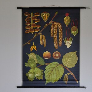 Haselnussbaumdruck, Vintage Botanical Print, Pull Down School Chart, Vintage School Chart, Jung Koch Quentell, Pull Down Map