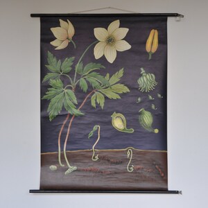 Impresión de flores de viento, Anemone nemorosa, Impresión botánica vintage, Gráfico de la escuela Pull Down, Jung Koch Quentell, Pull Down Mapa