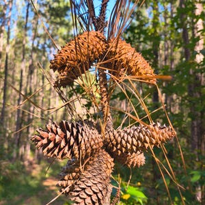 May include: A cluster of brown pine cones attached to a central branch, surrounded by long, thin, dry, and green pine needles. The cones feature a textured, overlapping scale pattern, with some needles pointing outward in various directions.