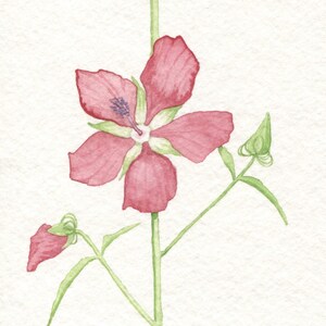 Scarlet Rose Mallow Card