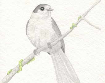 Gray Jay Card