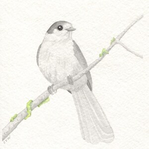 Gray Jay Card