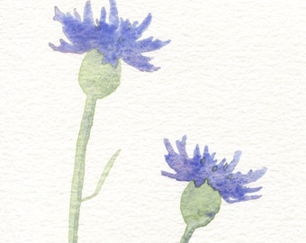 Cornflower Card