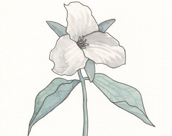 Trillium Flower Giclee Print