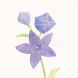 Balloon Flowers Original Painting