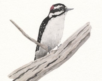 Downy Woodpecker Giclee Printed Card