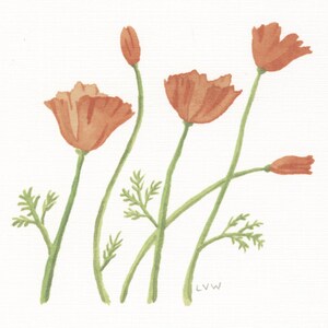 California Poppies Printed Card Set