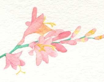 Crocosmia Card