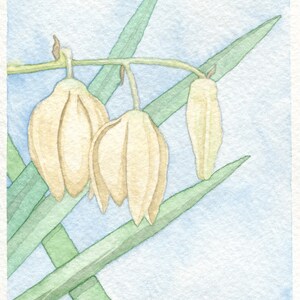 Yucca Flower Card