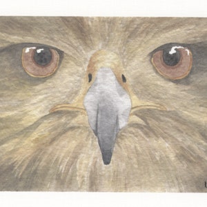 Hawk Face Printed Card Set image 1