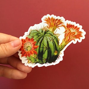 Wüste Kaktus Aufkleber, rote Blume Vintage Vinyl Aufkleber, saftig Aufkleber Pack, Natur Pflanze Liebhaber Aufkleber, Laptop Aufkleber, antike botanische