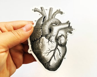Corazón portátil pegatinas, anatómico grises anatomía Vintage Halloween vinilo etiqueta engomada pack, calcomanías espeluznantes, calcomanía de vinilo, regalo para el médico o la enfermera