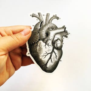 Heart Laptop Stickers, Anatomical Grays Anatomy Vintage Halloween Vinyl Sticker Pack, Creepy Decals, Vinyl Decal, Gift for Doctor or Nurse