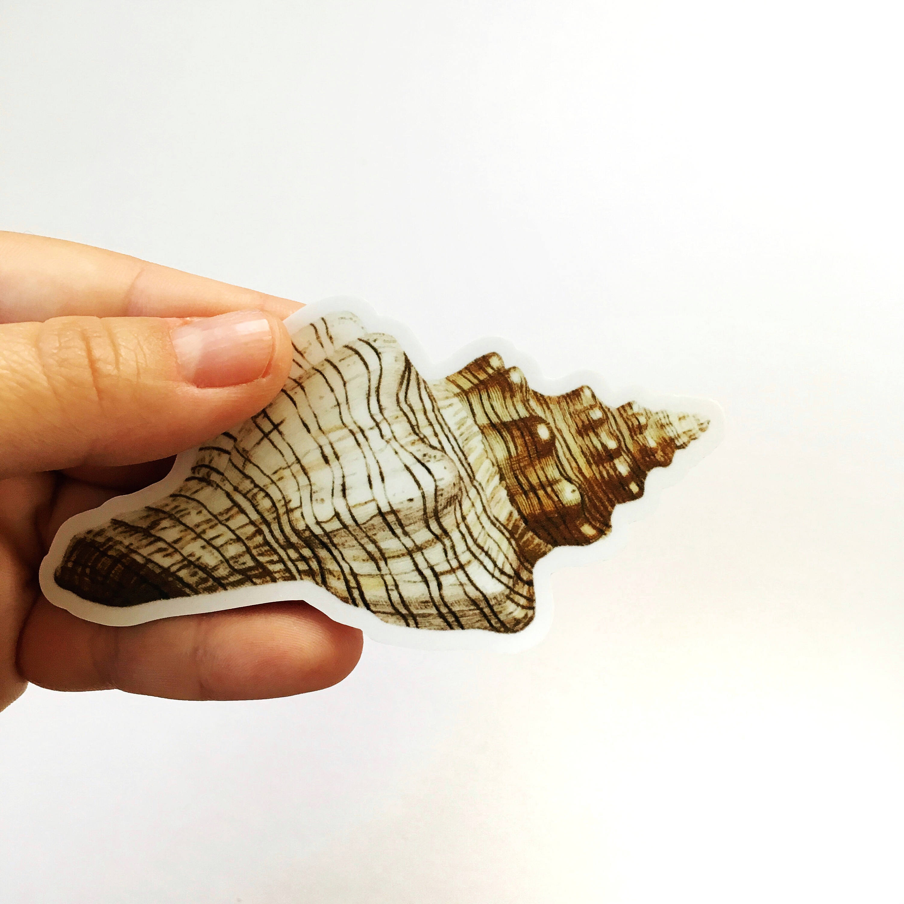 Sea Shell Sticker, Durable Beachy Vintage Best Vinyl Stickers, Antique Beach Decals, Ocean Seashell Conch Laptop Sticker, Wholesale