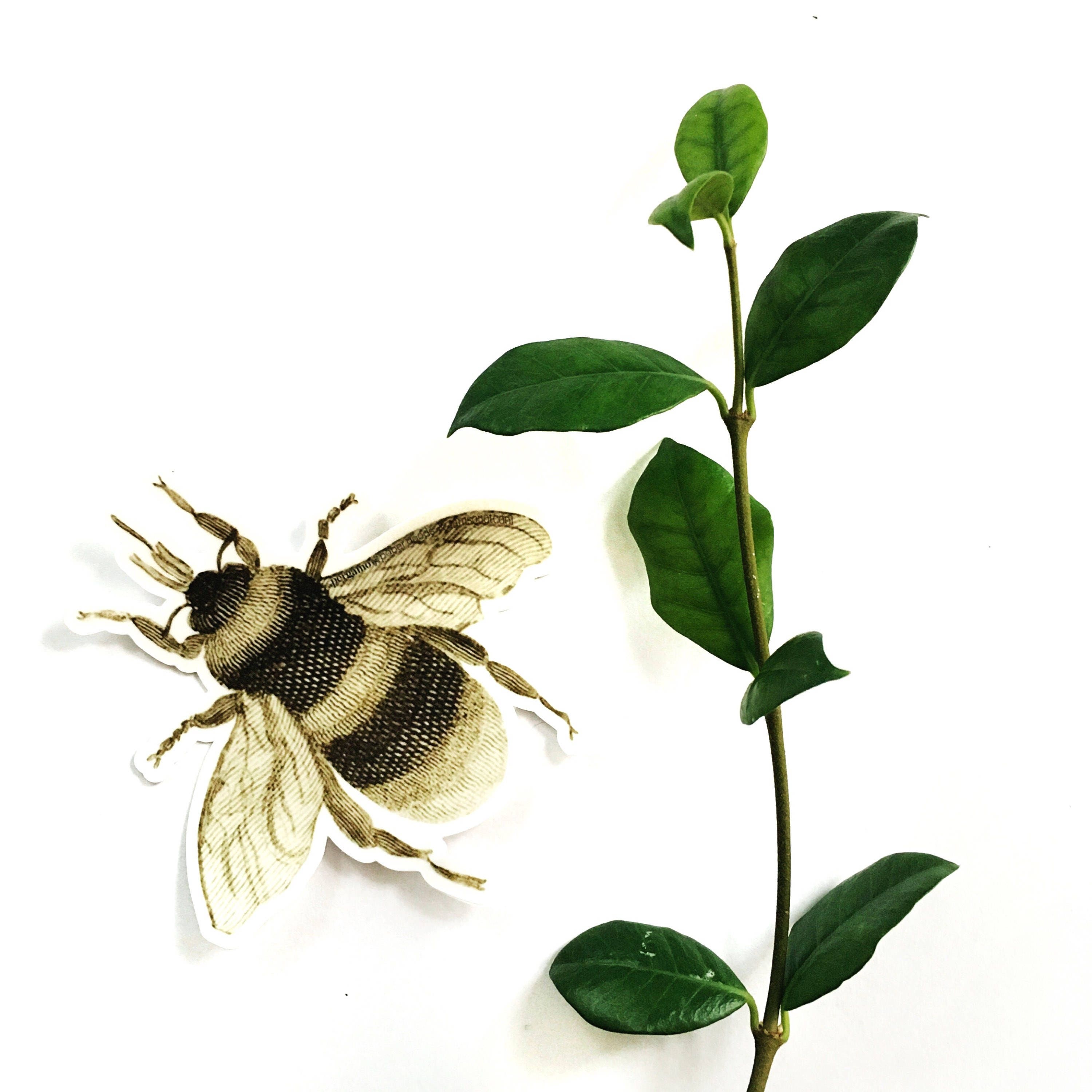 Bee Laptop Sticker, Vinyl Retro Stickers, Bumper Sticker, VSCO Laptop Decal, Hydroflask Nonfade Waterbottle Decals, Antique Insect Botanical - Thumbnail 5
