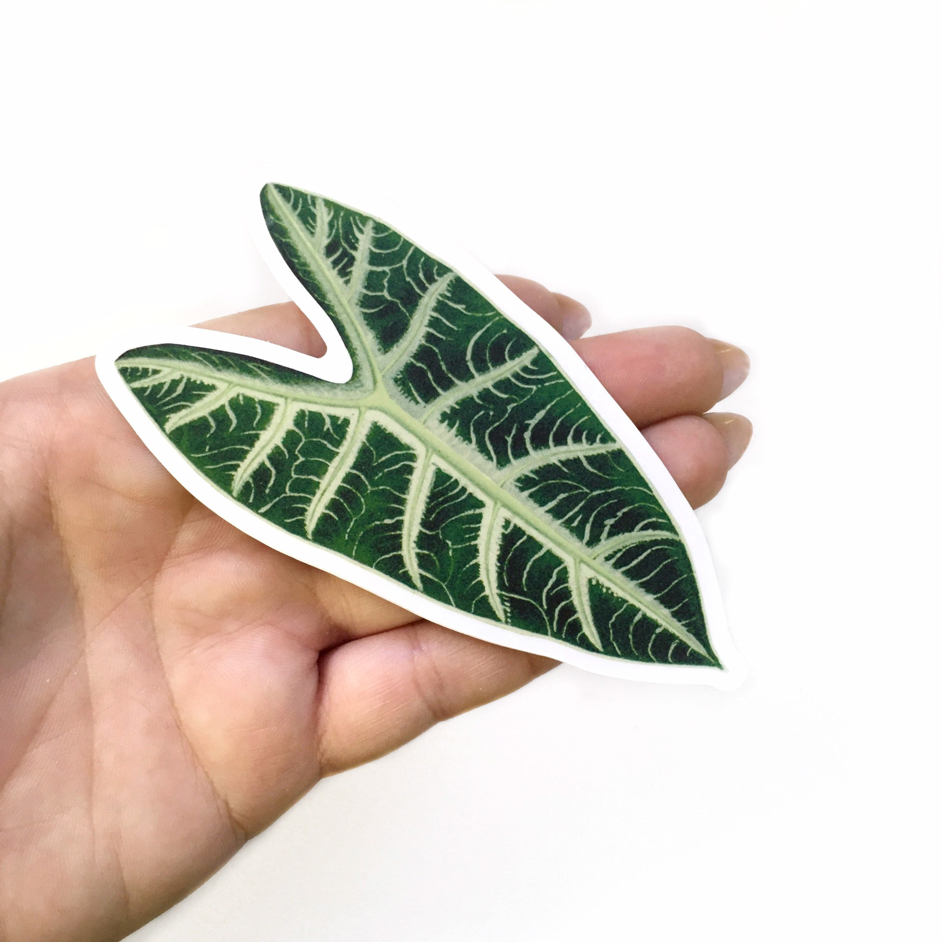 Elephant Ear Stickers, Alocasia Vinyl Sticker Pack, Laptop Decals Vintage Decal Botanical Illustration Plant Mom Plants Tropical Houseplants