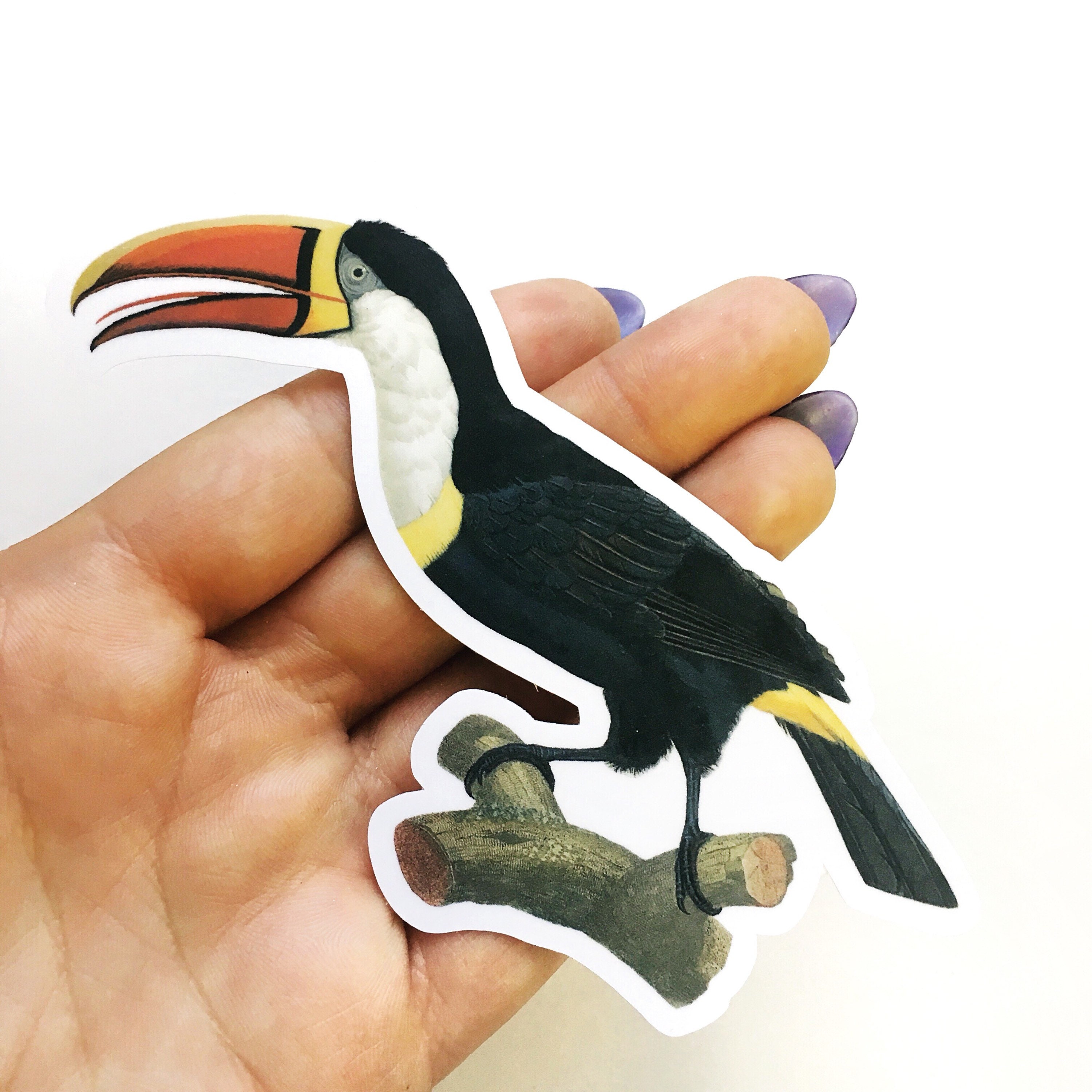Toucan Sticker, Vintage Sticker Pack, Laptop Stickers, Nature Tropical Decal, Bird Decals, Bird Lover Gift, Audubon Birder Safari, Wholesale