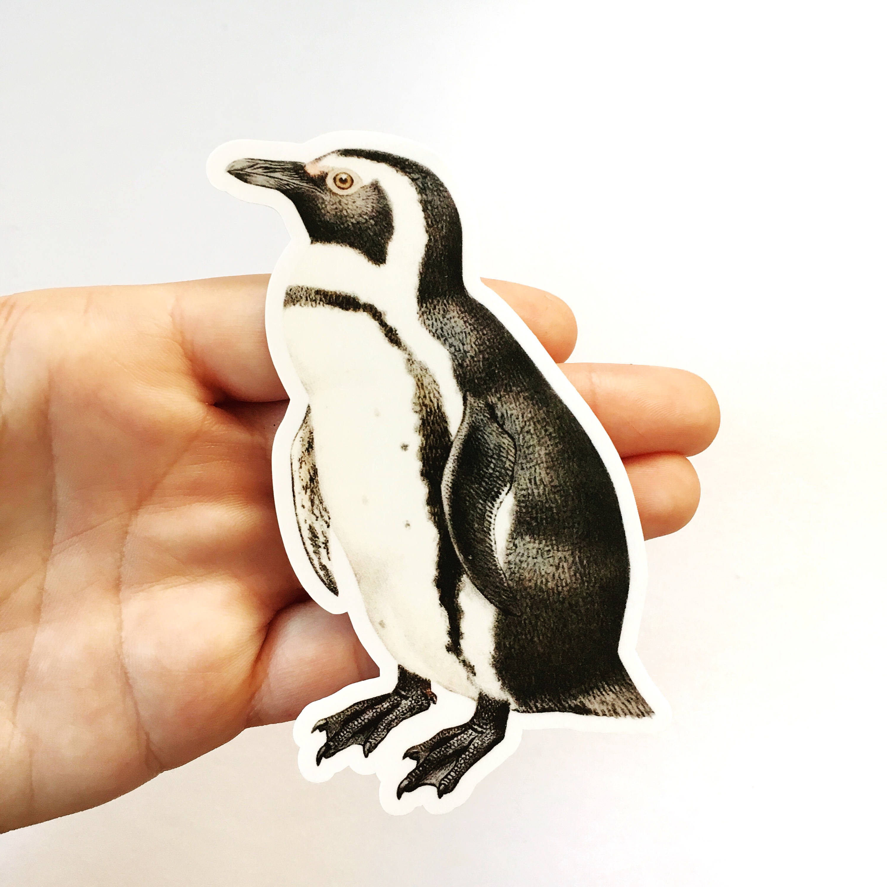 Illustrated Penguin Sticker Pack, Naturalistic Vintage Vinyl Stickers, Bird Decal, Laptop Decals, Antique Natural Durable Arctic Animal