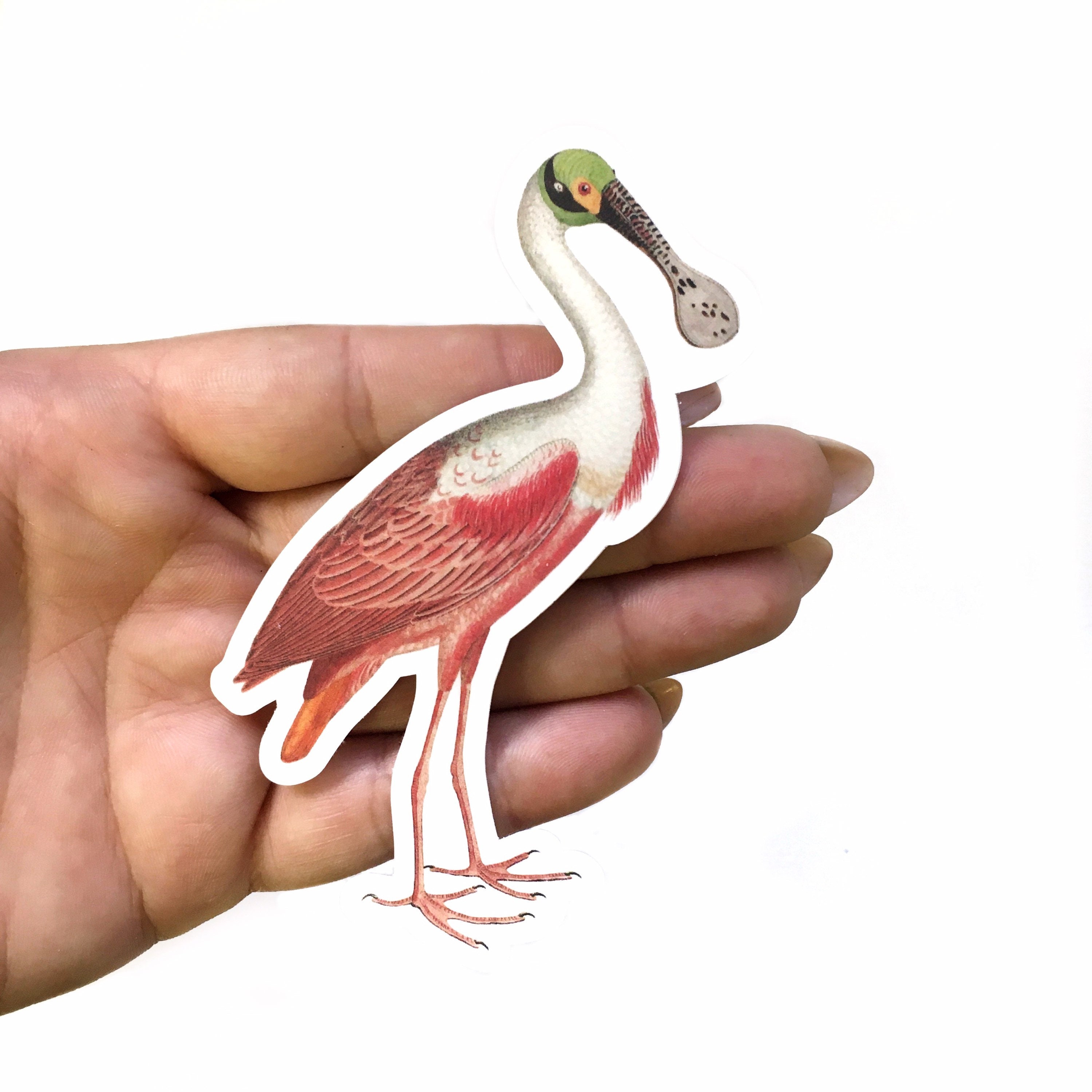 Florida Stickers, Vintage Spoonbill Vinyl Sticker Pack, Pink Tropical Bumper, Bird Laptop Decal, Outdoor Decal Phone Sticker for Hydro Flask