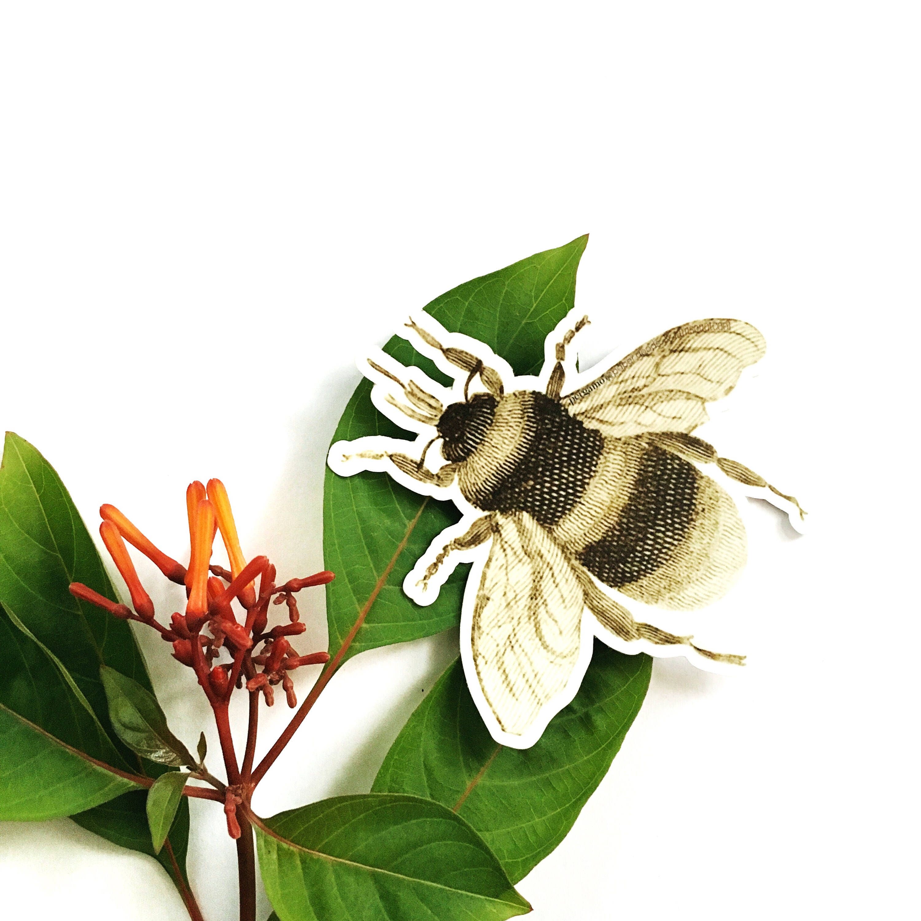 Bee Laptop Sticker, Vinyl Retro Stickers, Bumper Sticker, VSCO Laptop Decal, Hydroflask Nonfade Waterbottle Decals, Antique Insect Botanical - Thumbnail 4