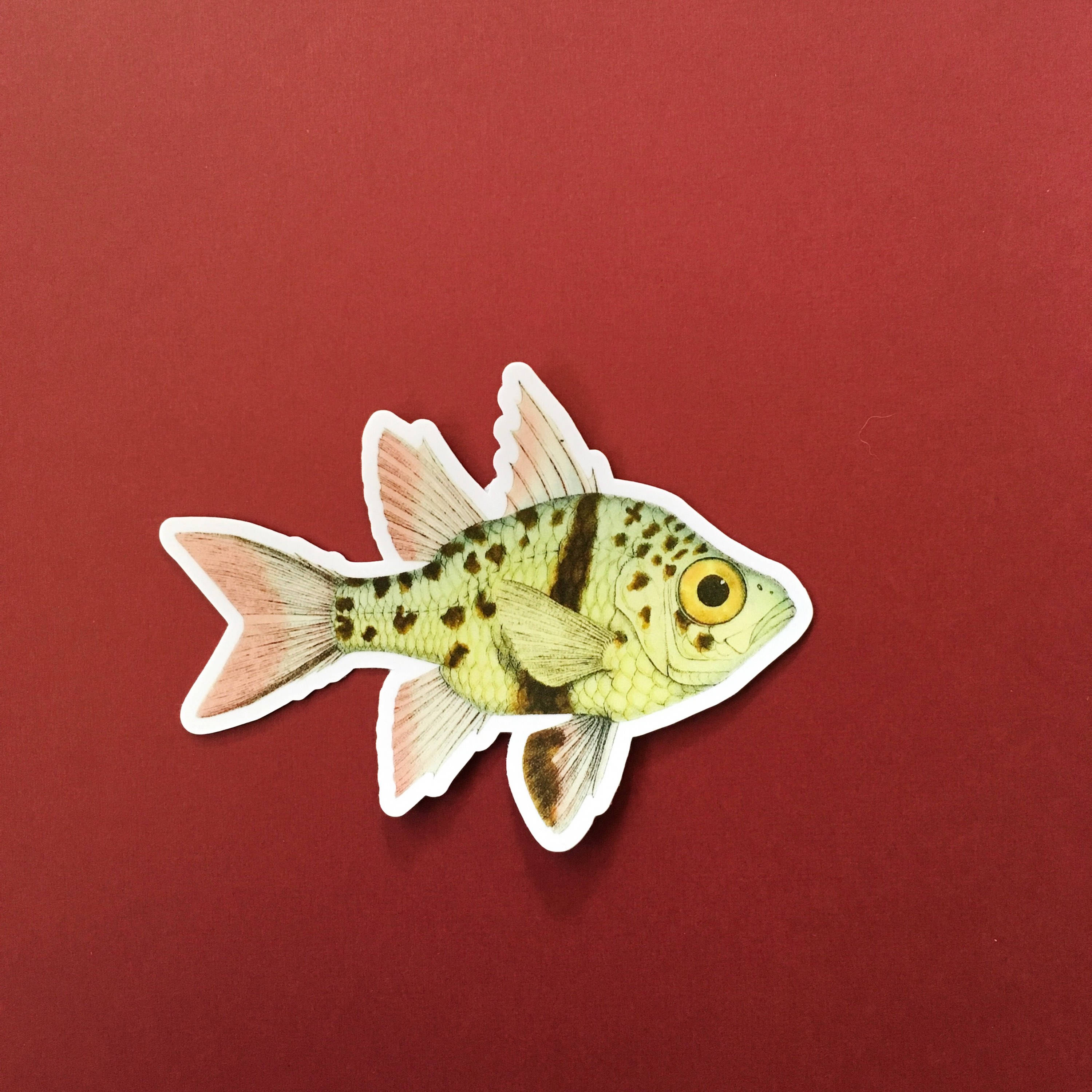 Colorful Fish Sticker, Weird Vinyl Stickers, Vintage Sticker Pack, Laptop Sticker High Quality Outdoor Decal Bumper Fishing Dad Father's Day