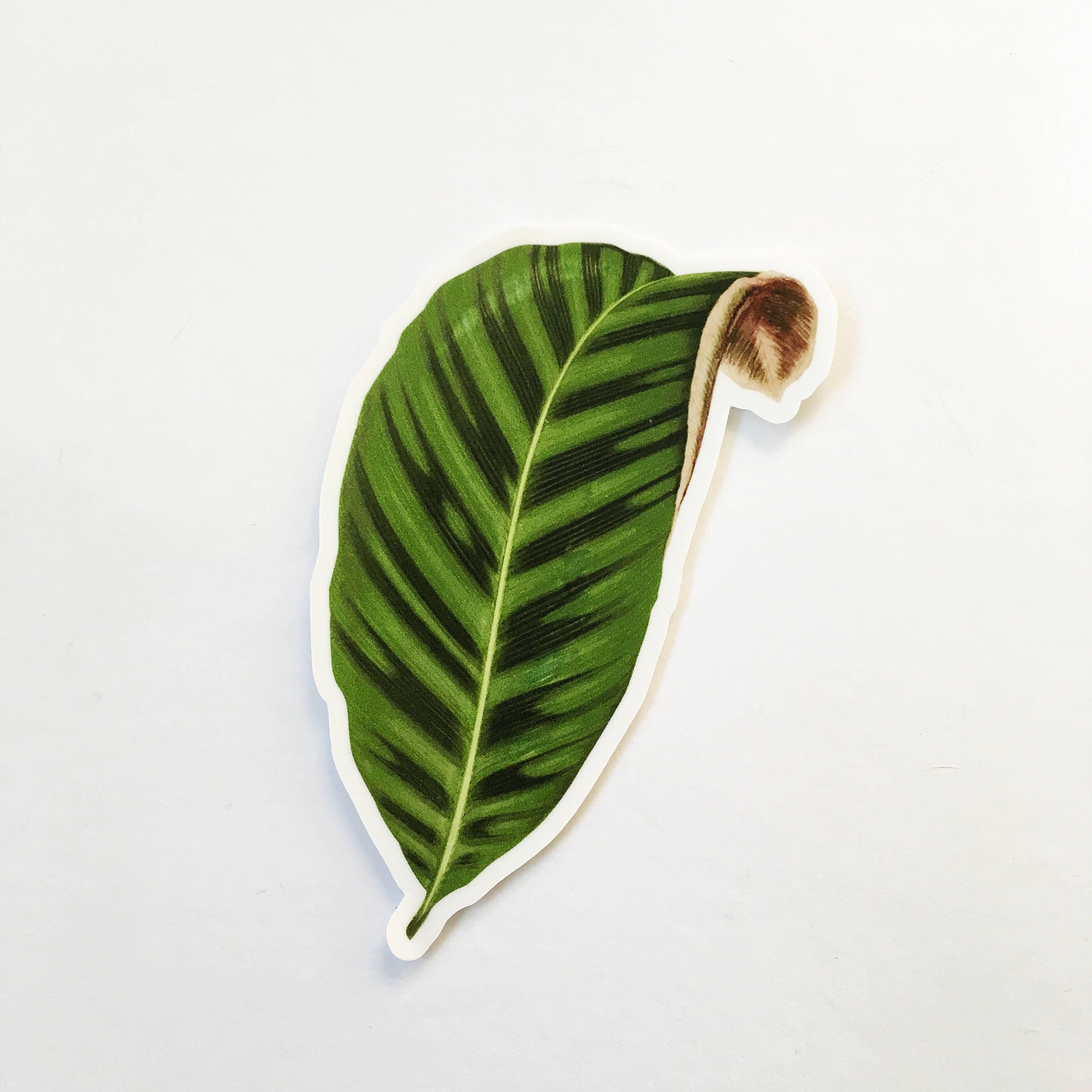 Leaf Vinyl Sticker Pack, Calathea Laptop Stickers, Vintage Decal, Botanical Illustration Plant Mom Plants Green Thumb, Flask Phone Wholesale - Thumbnail 3