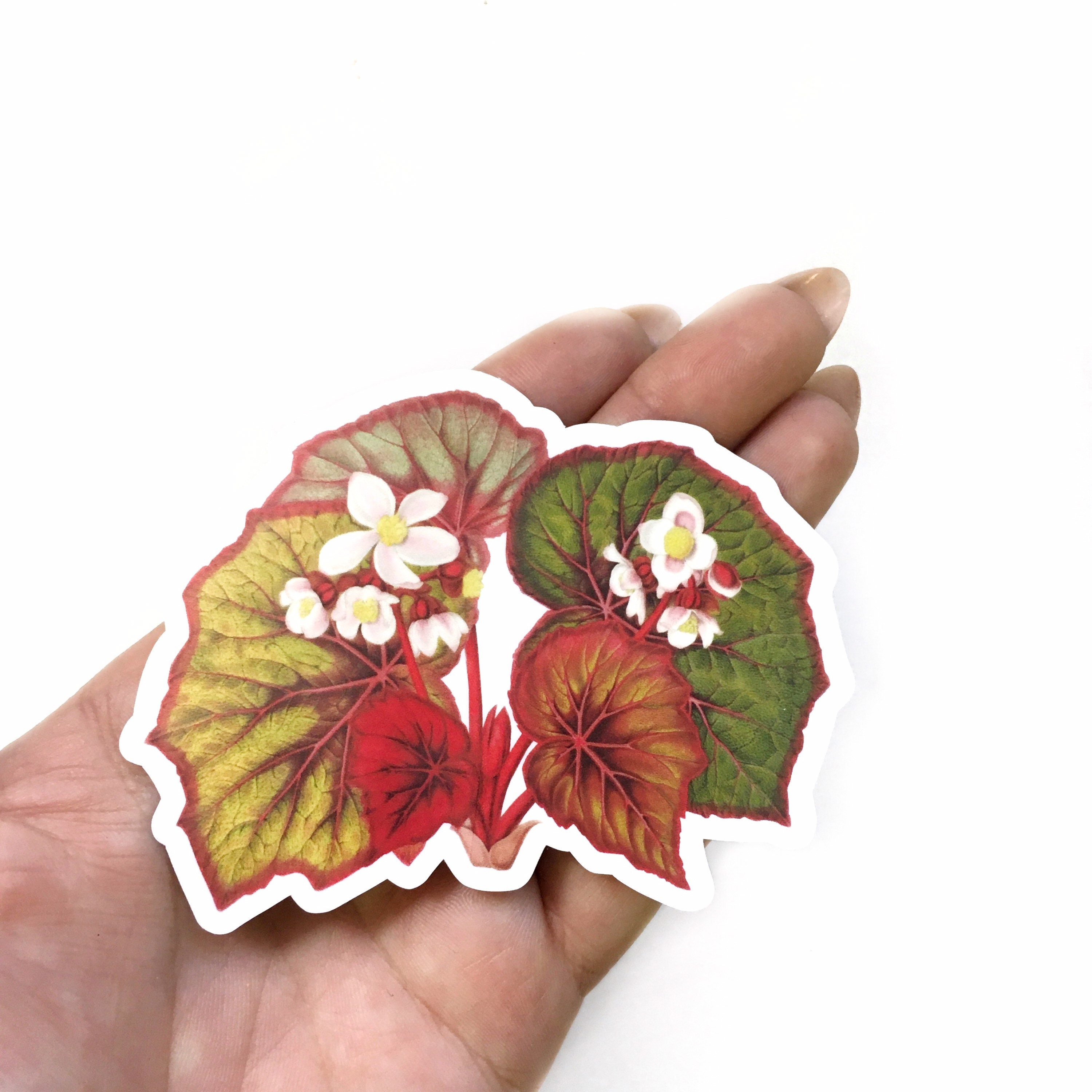 Begonia Vinyl Stickers, Vintage Botanical Antique Botanicals, Laptop Sticker Pack, Outdoor Plant Decal, Macbook Water bottle Yeti