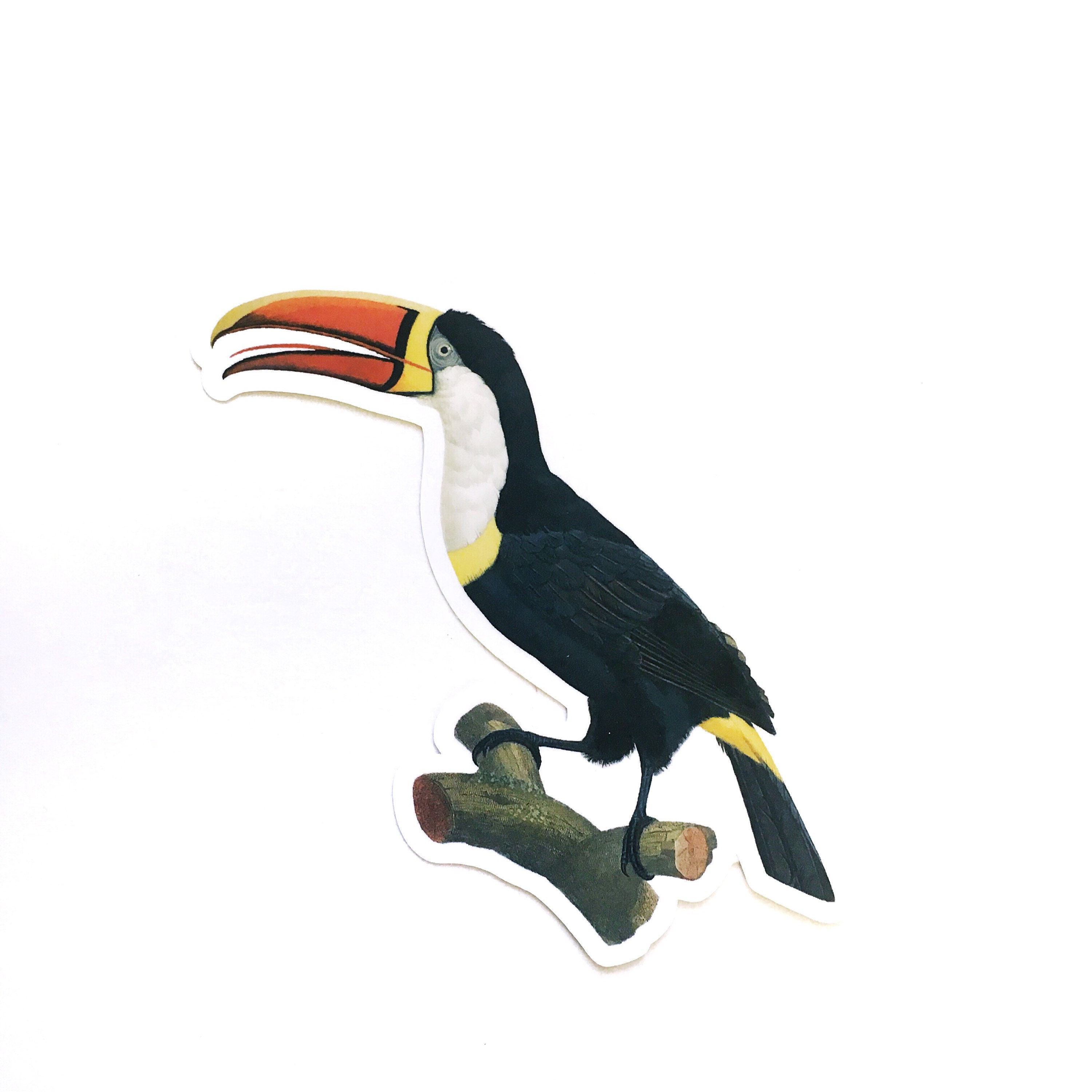 Toucan Sticker, Vintage Sticker Pack, Laptop Stickers, Nature Tropical Decal, Bird Decals, Bird Lover Gift, Audubon Birder Safari, Wholesale - Thumbnail 3