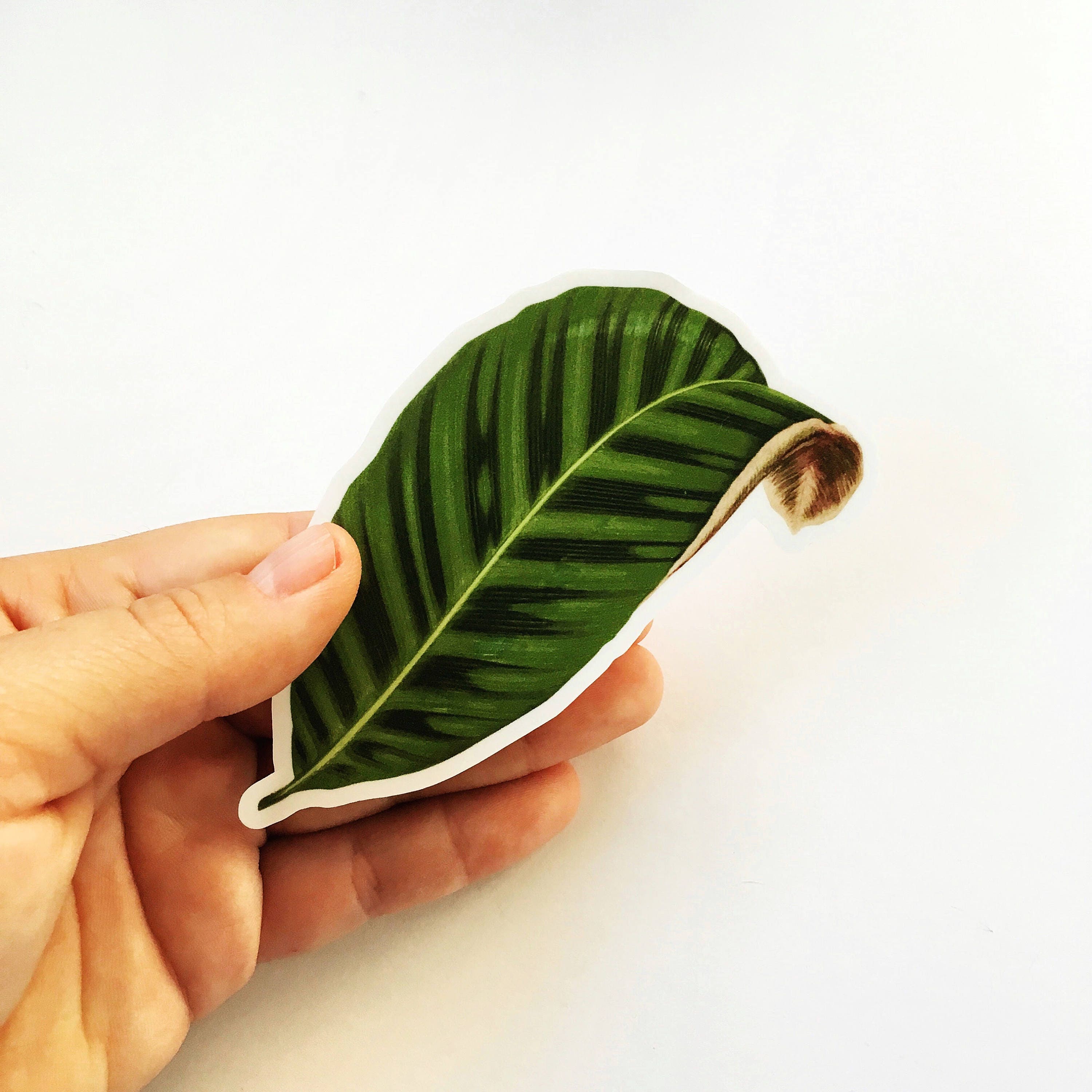 Leaf Vinyl Sticker Pack, Calathea Laptop Stickers, Vintage Decal, Botanical Illustration Plant Mom Plants Green Thumb, Flask Phone Wholesale