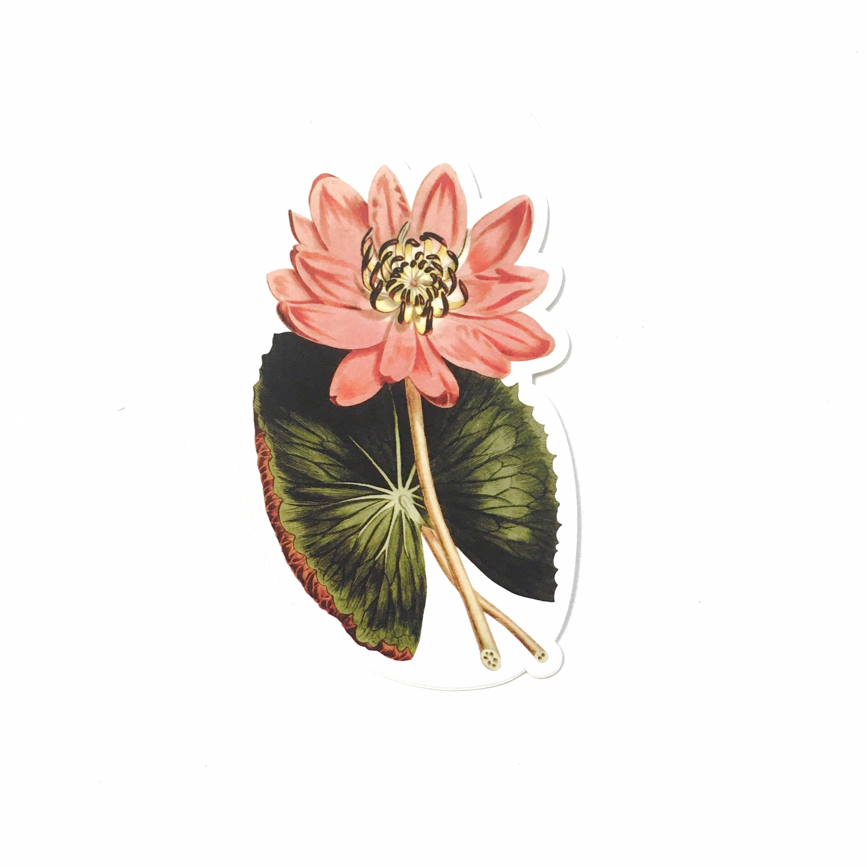 Water Lily Sticker, Leaf Flower Vinyl Stickers Laptop, Vintage Botanical Antique Botanicals Decal Pack, Plant Decals, Macbook Junk Journal - Thumbnail 2