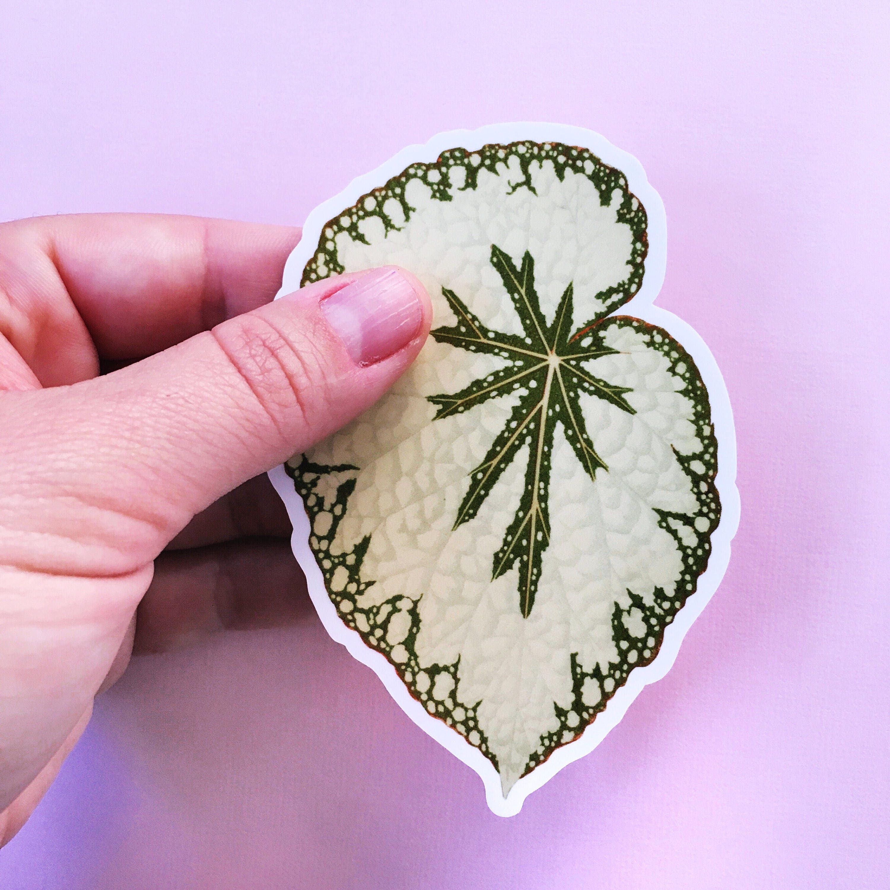 Begonia Leaf Sticker, Vinyl Stickers, Vintage Botanical Antique Botanicals, Laptop Sticker, Outdoor Plant Decal, Macbook Waterbottle Yeti - Thumbnail 3