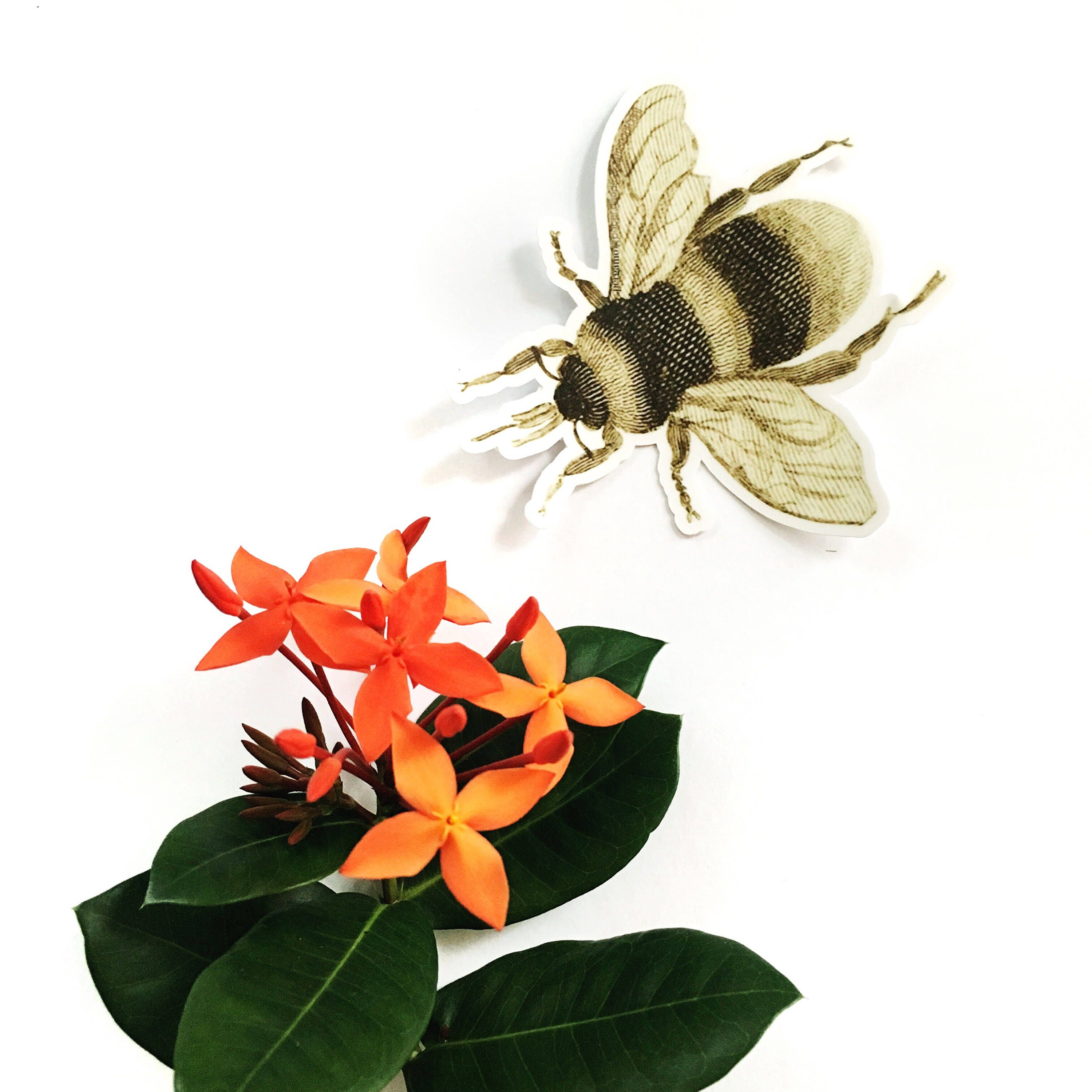 Bee Laptop Sticker, Vinyl Retro Stickers, Bumper Sticker, VSCO Laptop Decal, Hydroflask Nonfade Waterbottle Decals, Antique Insect Botanical