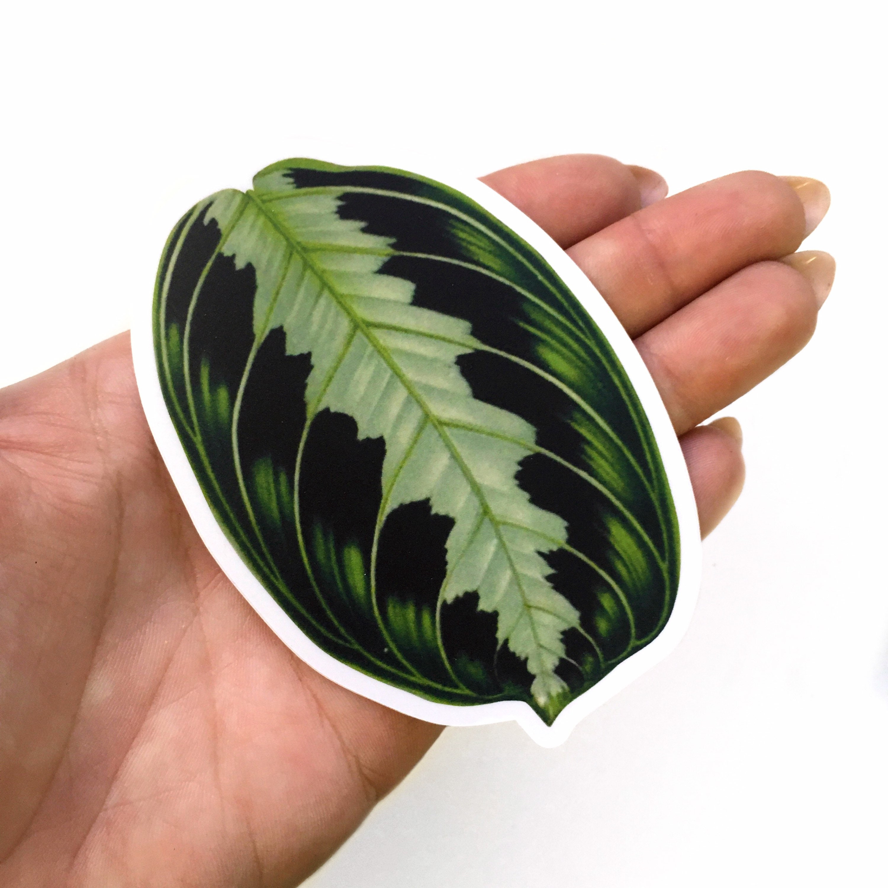 Prayer Plant Stickers, Maranta Leaf Vinyl Decal, Laptop Sticker Vintage Decal Pack, Plants Tropical Houseplants Junk Journal Antique Gift