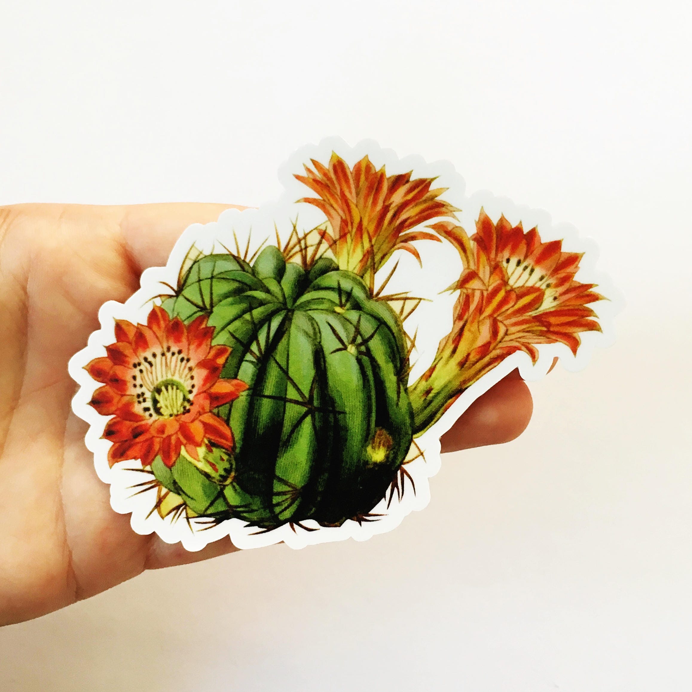 Desert Cactus Sticker, Red Flower Vintage Vinyl Stickers, Succulent Sticker Pack, Nature Plant Lover Decal, Laptop Decals, Antique Botanical - Thumbnail 3