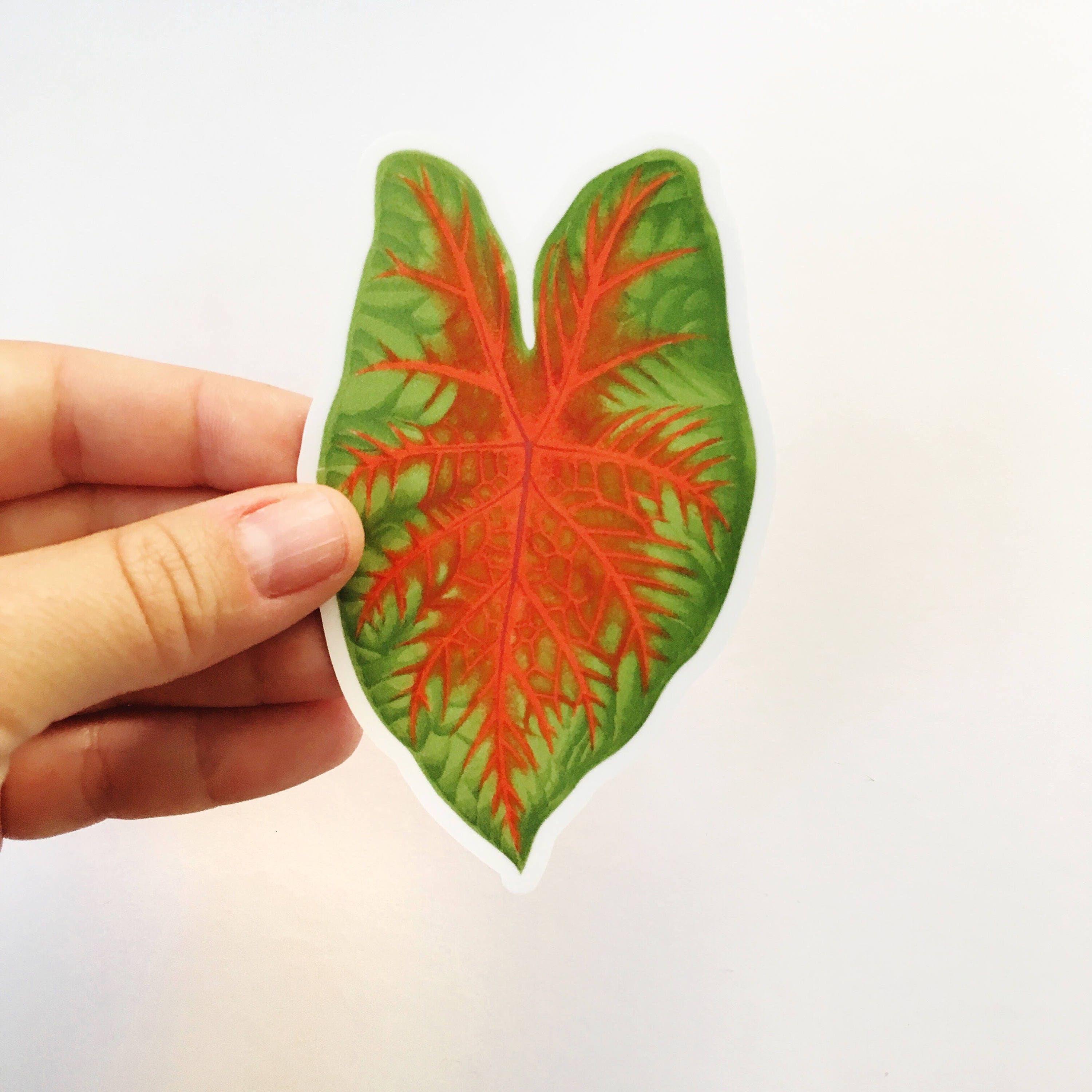 Tropical Leaf Sticker, Caladium Vinyl Stickers, Laptop Sticker Pack, Outdoor Leaf Decal, Water Bottle Vintage Botanical, Yeti Hydroflask