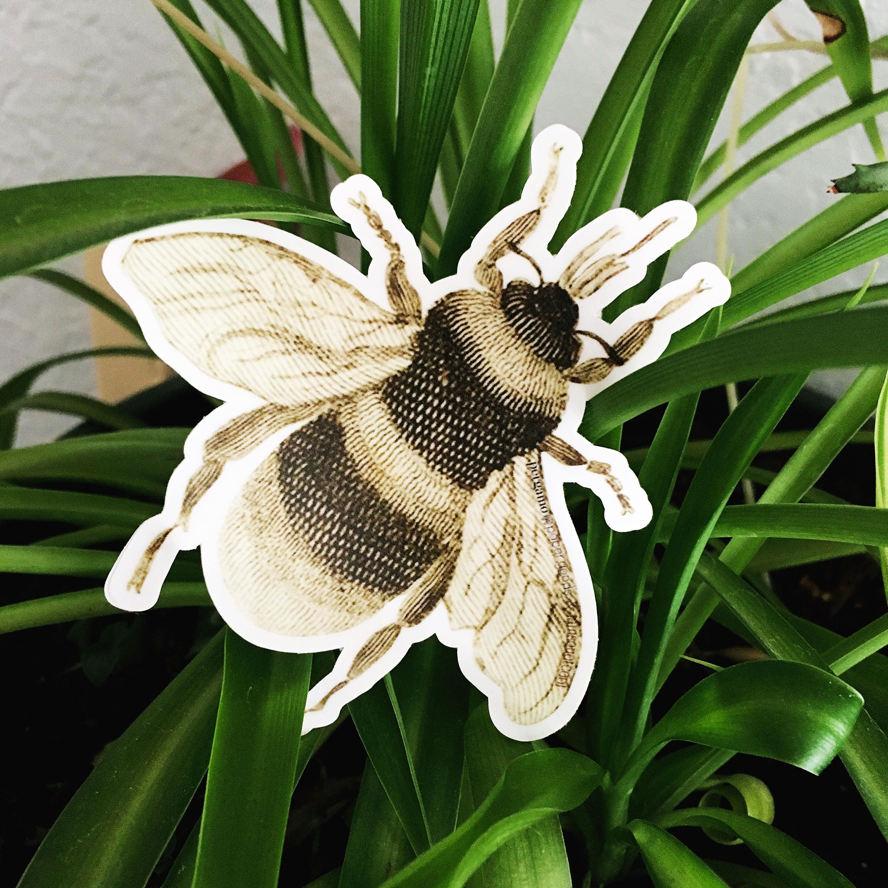Bee Laptop Sticker, Vinyl Retro Stickers, Bumper Sticker, VSCO Laptop Decal, Hydroflask Nonfade Waterbottle Decals, Antique Insect Botanical - Thumbnail 7