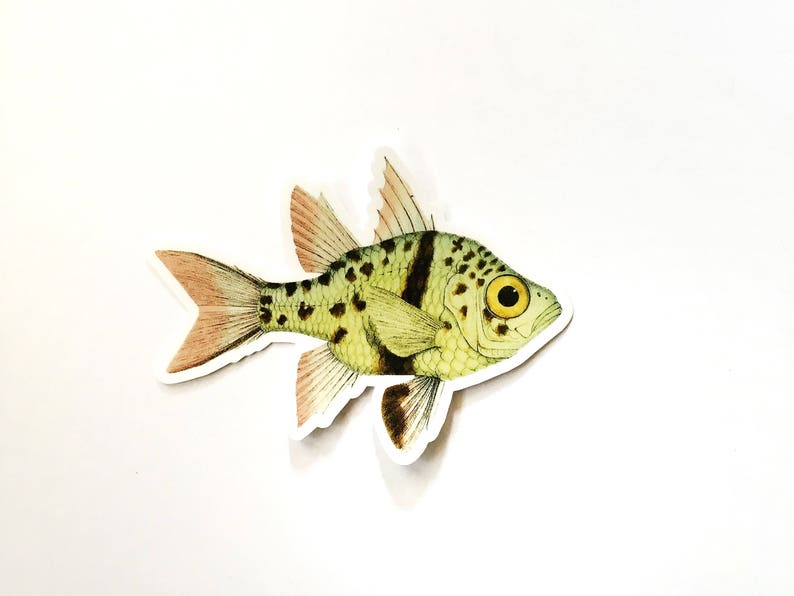 Colorful Fish Sticker Weird Vinyl Stickers Vintage Sticker | Etsy