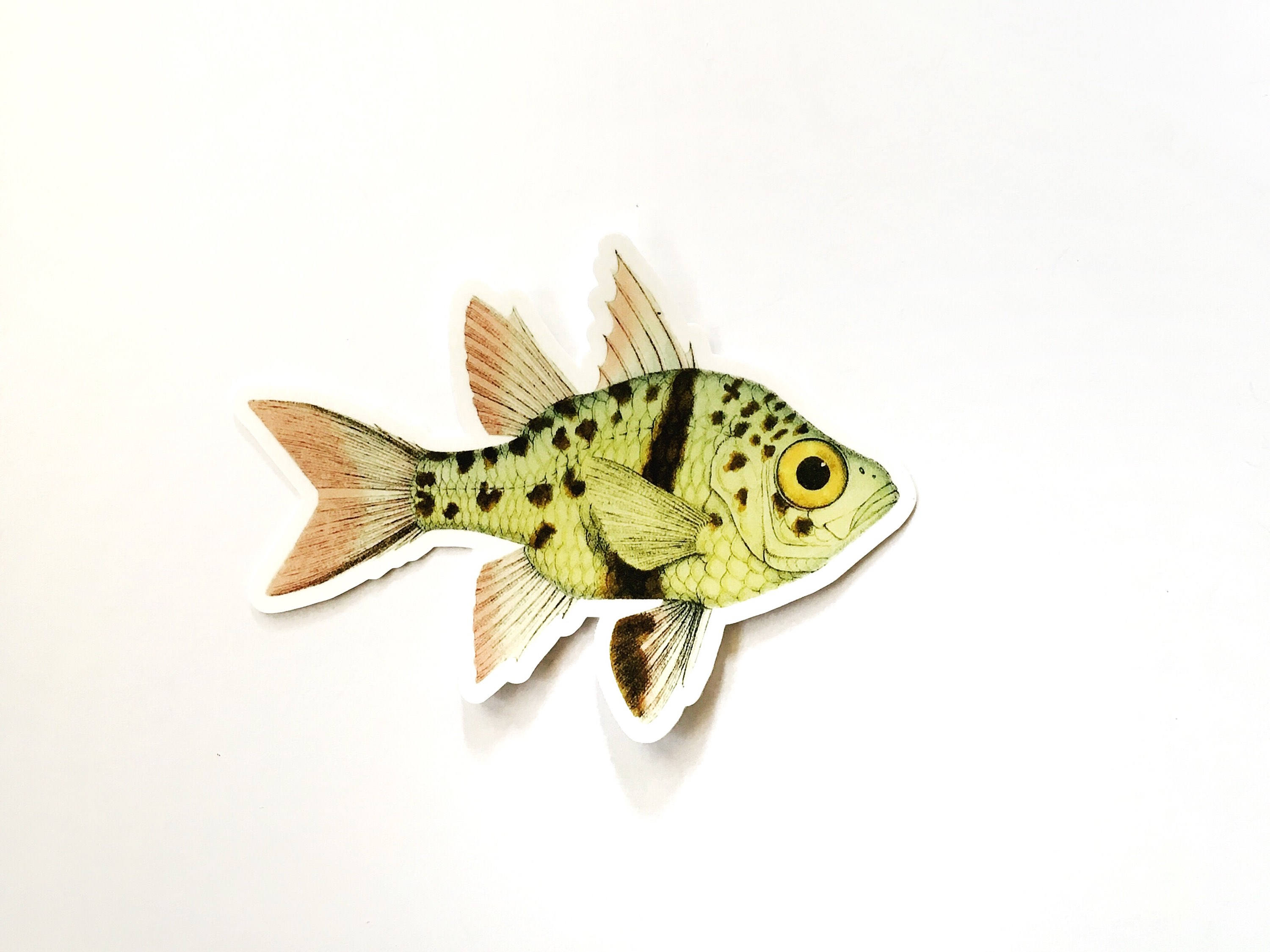 Colorful Fish Sticker, Weird Vinyl Stickers, Vintage Sticker Pack, Laptop Sticker High Quality Outdoor Decal Bumper Fishing Dad Father's Day - Thumbnail 3