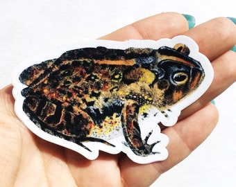 Frog Laptop Sticker, Antique Toad vinilo Vintage pegatinas, divertidos calcomanías de coches al aire libre, portátil calcomanía no de leche Waterbottle para hombres mujeres niños amigo