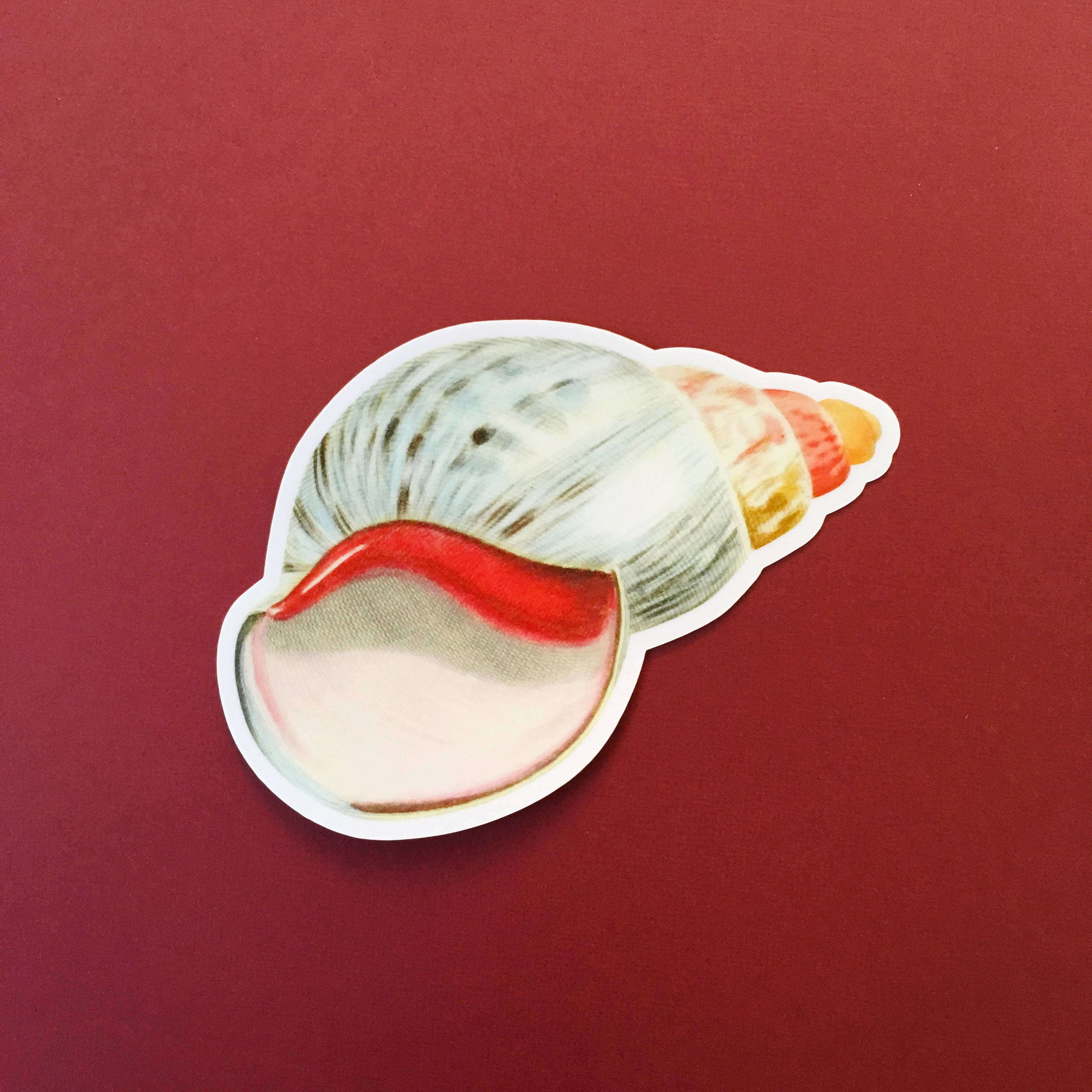 Colorful Sea Shell Sticker, Beachy Vintage Vinyl Stickers, Mollusk Beach Ocean Decal, Antique Seashell Conch Snail Vintage Laptop Sticker - Thumbnail 3
