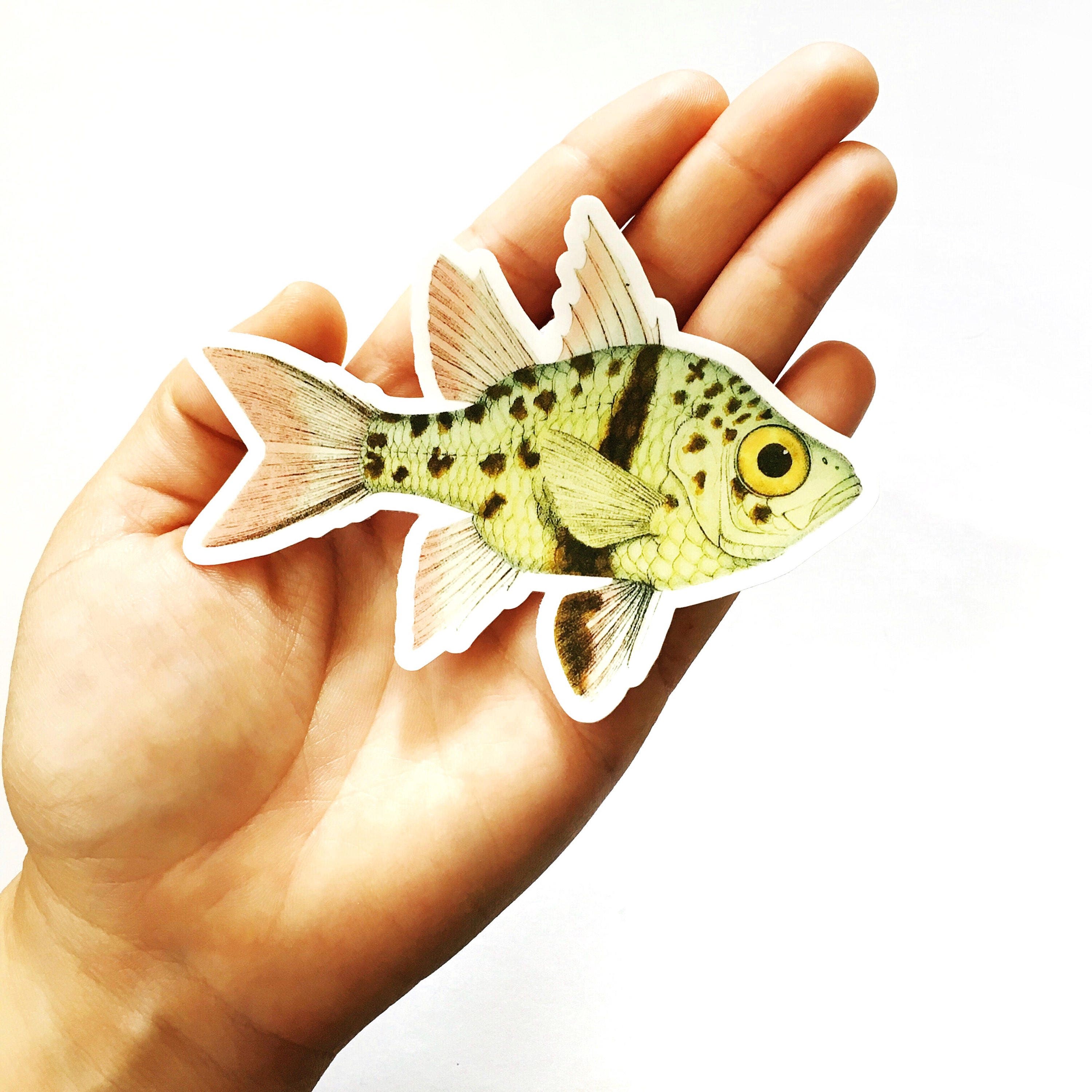 Colorful Fish Sticker, Weird Vinyl Stickers, Vintage Sticker Pack ...