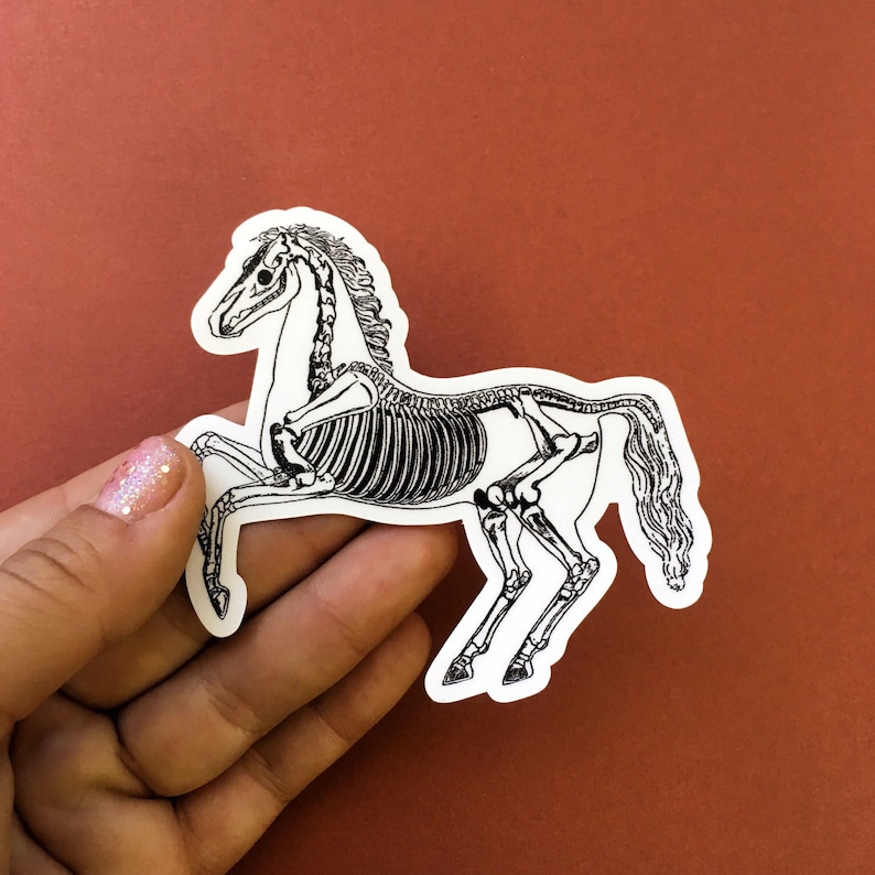 Horse Sticker Vinyl Nonfade Skeleton Decal Laptop Sticker Etsy