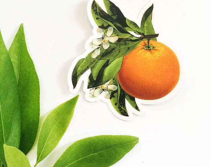 Red Fish Sticker, Soldierfish Vinyl Vintage Stickers, Bumper Sticker ...