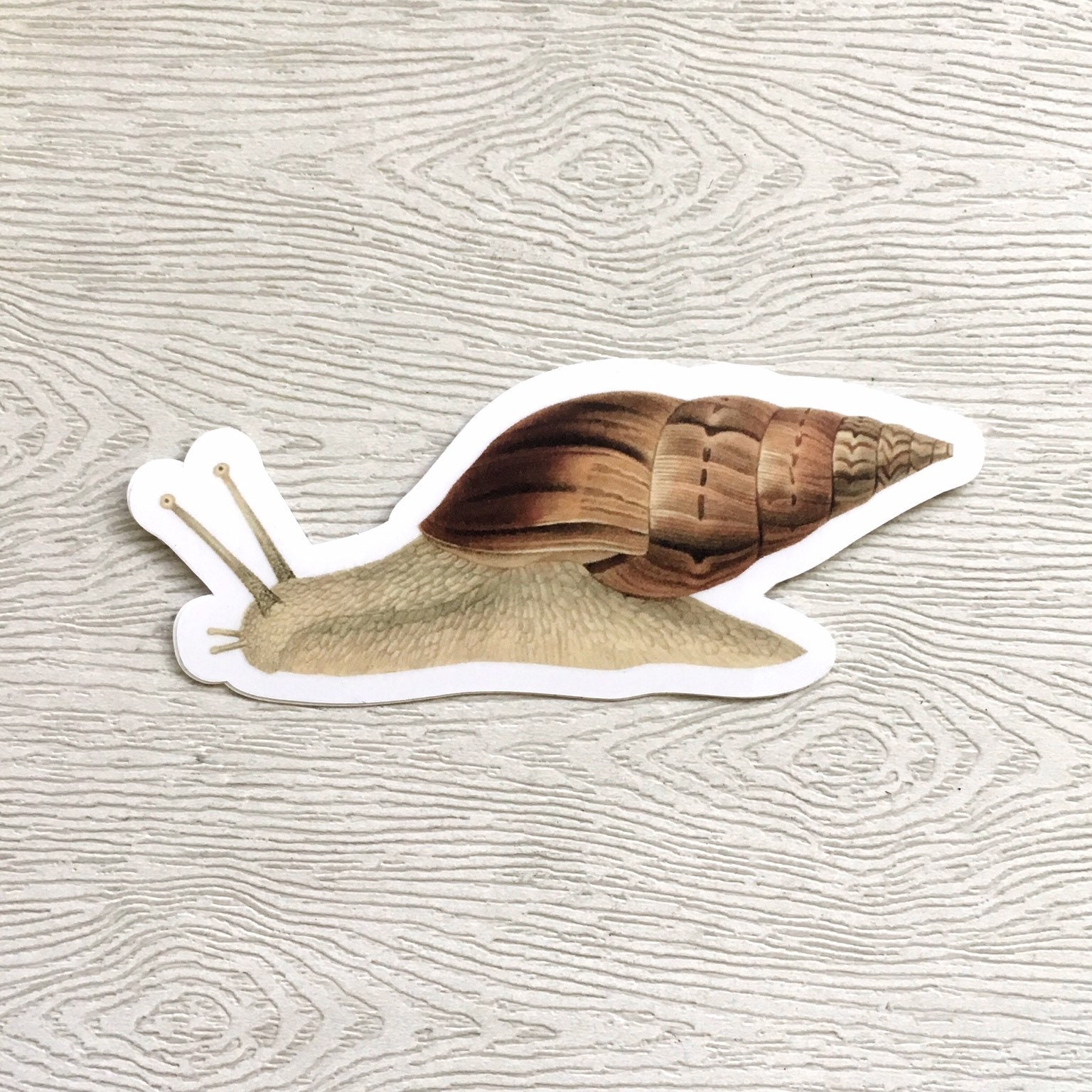 Snail Sticker, Vintage Botanical, Vinyl Sticker Pack, Antique Sea Life, Ocean Laptop Stickers, Garden Gifts Snail Shell, Weird Junk Journal - Thumbnail 4