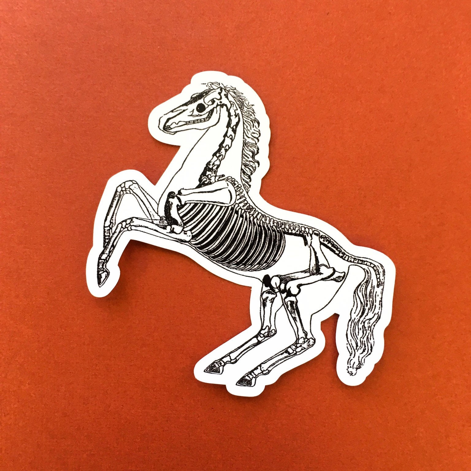 Horse Sticker, Vinyl Nonfade Skeleton Decal, Laptop Sticker Pack, Vintage Halloween Stickers, Bumper Macbook, Fathers Day Decals Anatomy - Thumbnail 4