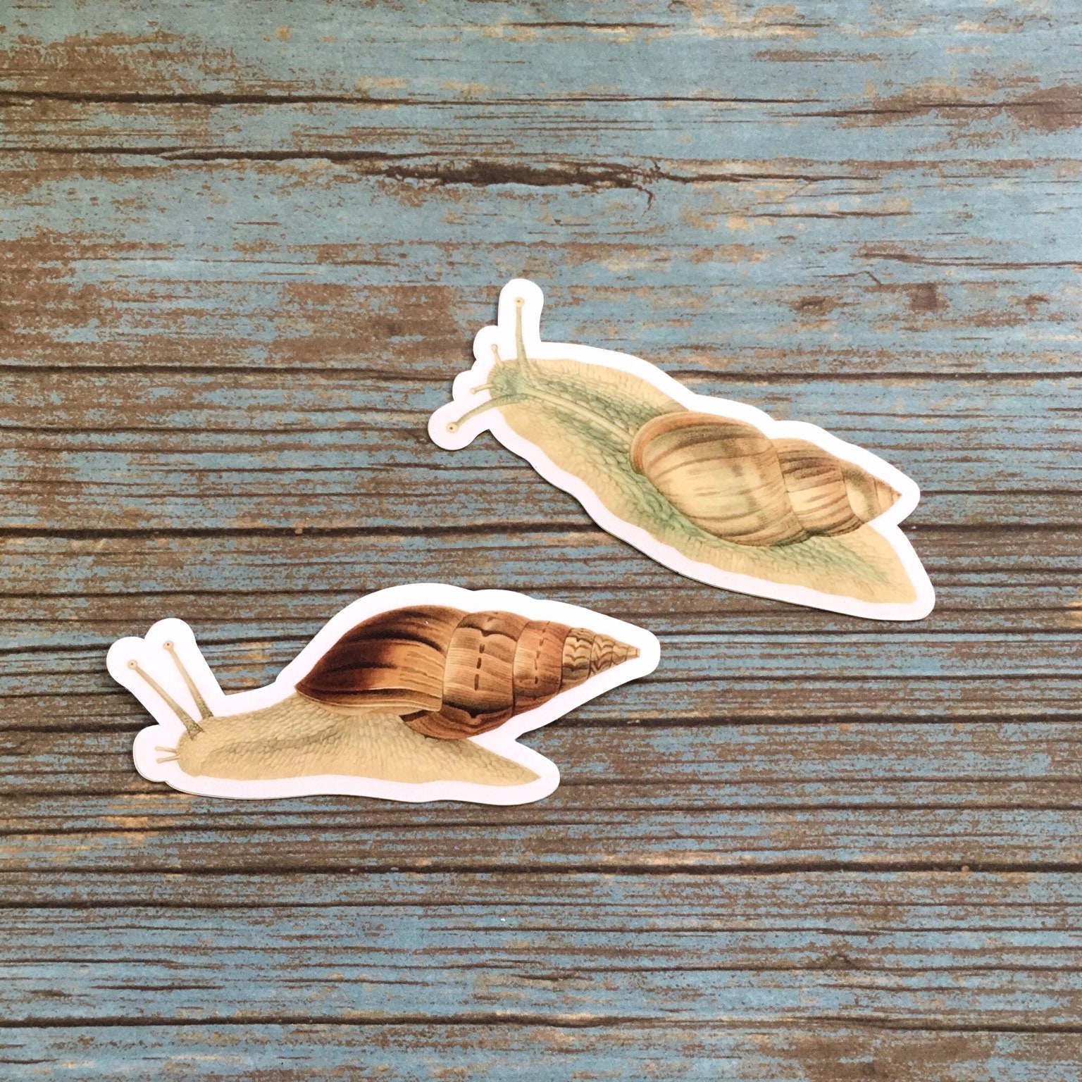 Snail Sticker Pack, Vintage Botanical, Vinyl Stickers  Weird, Junk Journal Decals, Ocean Laptop Decal, Garden Sticker, Garden Gifts - Thumbnail 2