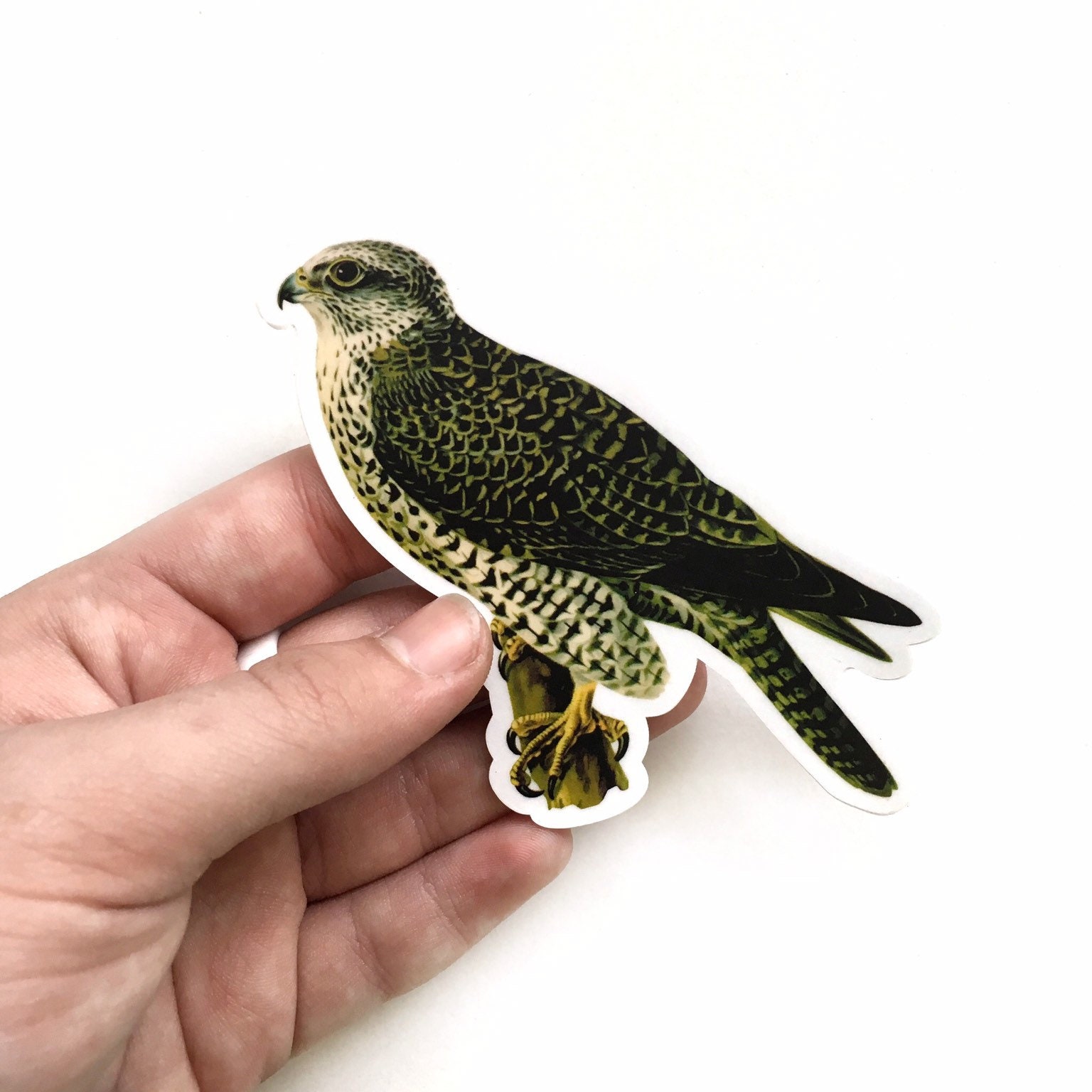 Falcon Stickers, Vinyl Hawk Sticker Pack, Bird Decal, Laptop Decals, Outdoor Waterbottle Bumper Yeti Bird of Prey, Birds Natural Nature