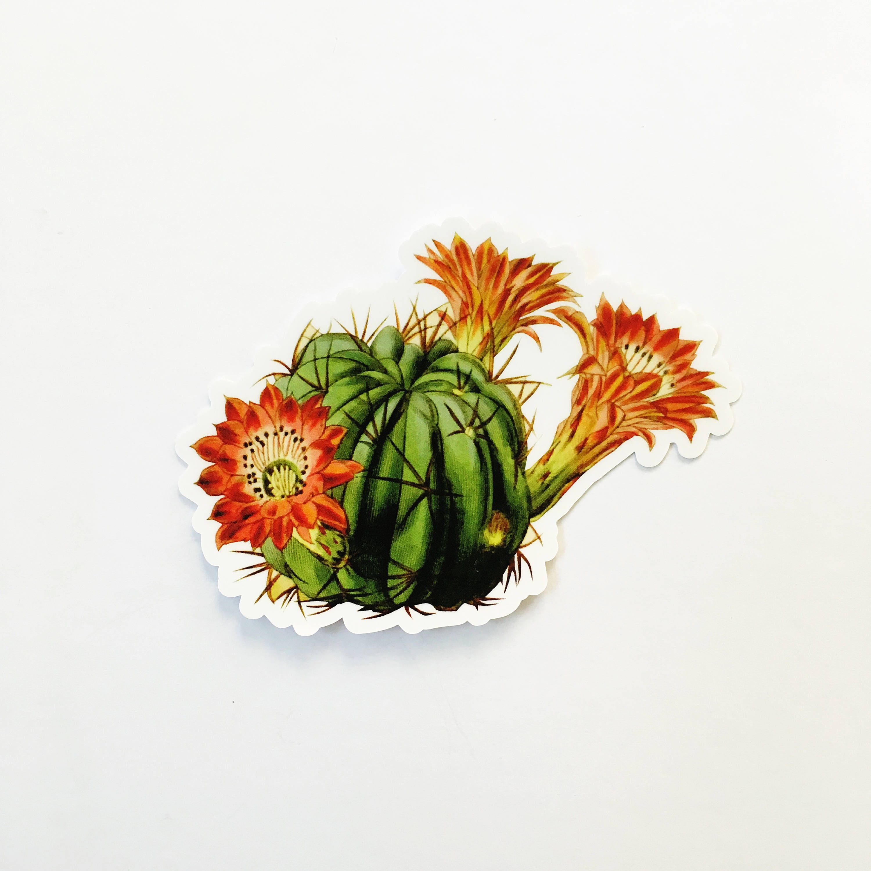 Desert Cactus Sticker, Red Flower Vintage Vinyl Stickers, Succulent Sticker Pack, Nature Plant Lover Decal, Laptop Decals, Antique Botanical - Thumbnail 2