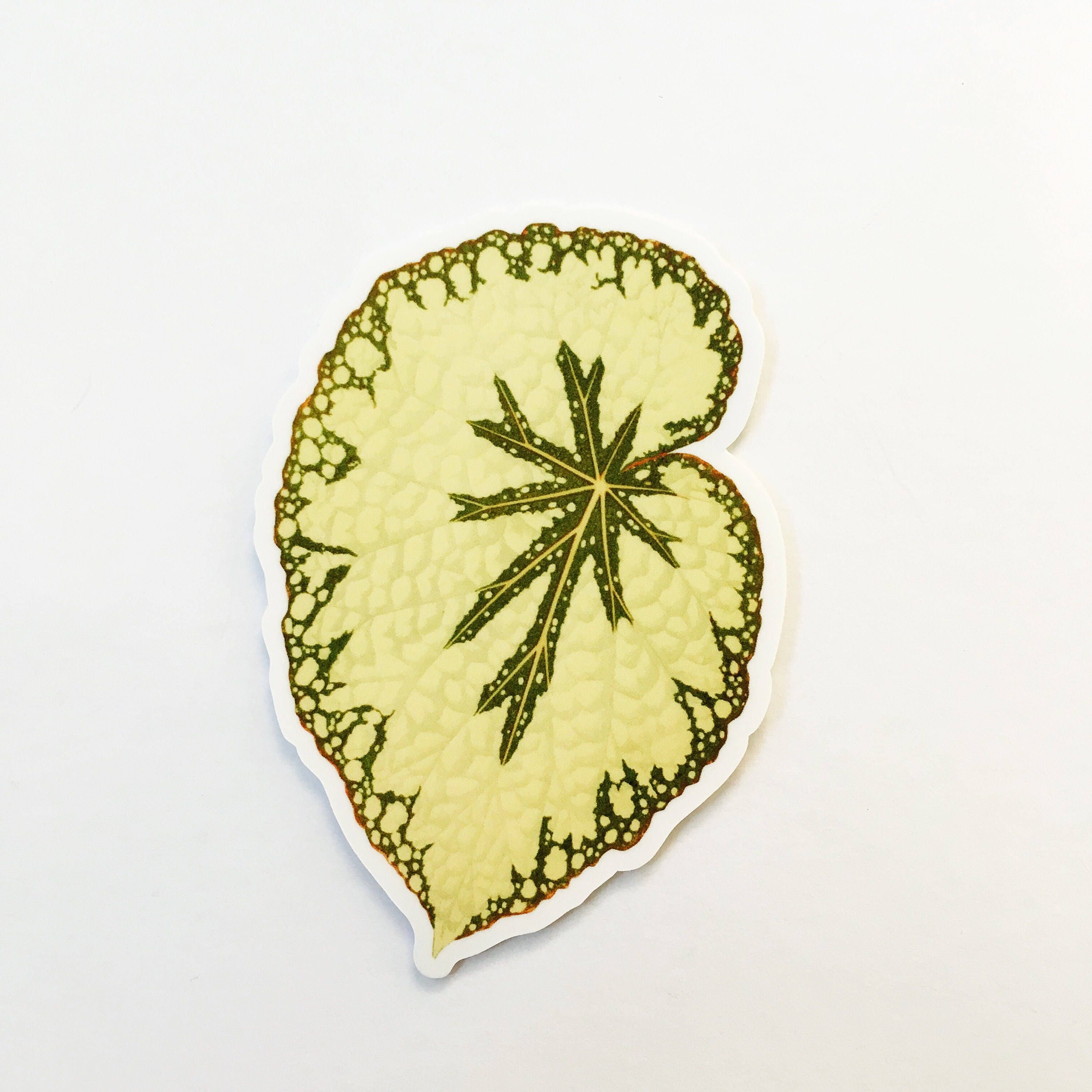 Begonia Leaf Sticker, Vinyl Stickers, Vintage Botanical Antique Botanicals, Laptop Sticker, Outdoor Plant Decal, Macbook Waterbottle Yeti - Thumbnail 2